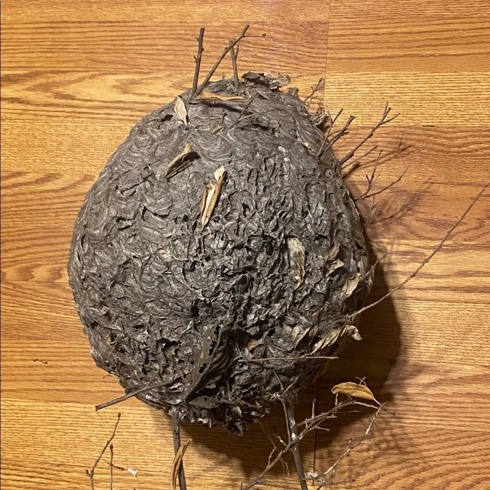 Absolutely Gorgeous Flawless Bald Faced Hornets Nest Appalachia Taxidermy COOL!